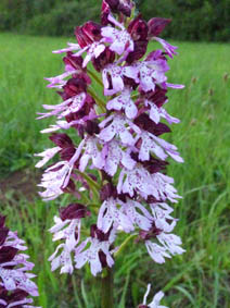 Orchis purpurea